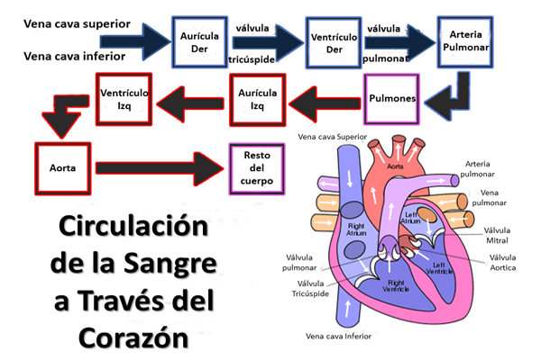 Circulación de la sangre a través del corazón